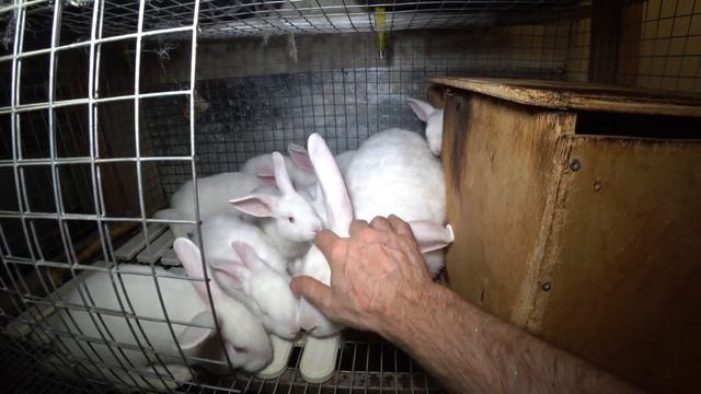 Многодетная крольчиха млеет от ласки 0