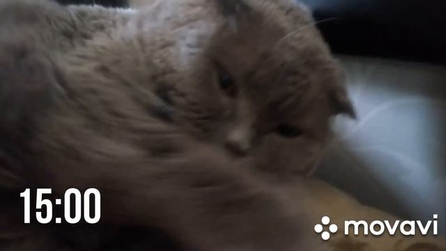 5 лет со дня появления у нас кота Лексуса!!!