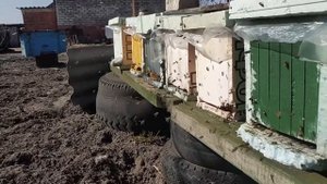 Майские отводки на одну рамку печатного расплода Часть 4 Пчеловодство 2019