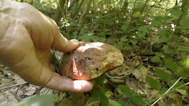 БЕЛО-БРОНЗОВАЯ НАХОДКА 13.07.2021г. Сбор грибов белых бронзовых, императора, чешуйчатой сыроежки. смотреть онлайн