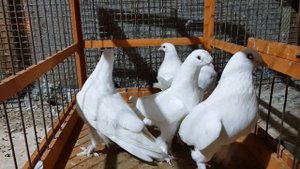 Голуби ,порода турецкая Такла
