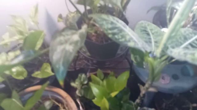 Dieffenbachia Reflector: New Leaf Alert. Impromptu Plant Flyover. смотреть онлайн