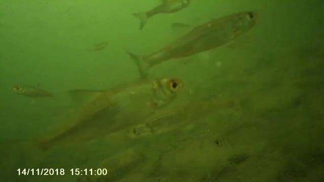 14,11,2018 река лена в усть-куте сорога смотреть онлайн