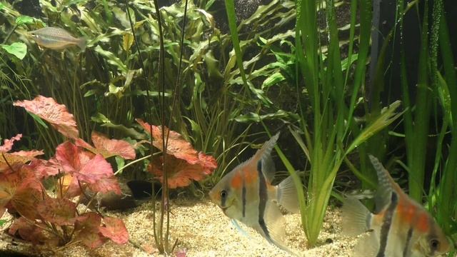 Самая лучшая музыка для снятия усталости! Релаксмузыка Подводный мир Клипы Природа смотреть онлайн