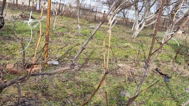 обрезка винограда для чайников