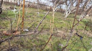 обрезка винограда для чайников