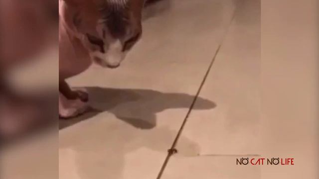 Подборка смешных котов смотреть онлайн