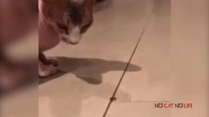 Подборка смешных котов