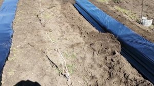 Накрытие плёнкой грядок под клубнику.