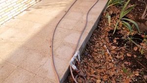 гиппеаструм или  амариллис  - изучаем листья