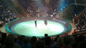 Цирк, где животные без клетки. Слон и его смертельный номер.