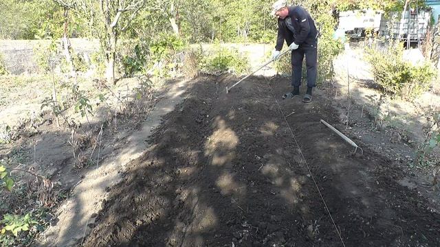 малина МАРАВИЛЛА малина как сажать ПРАВИЛЬНО лучший сорт МАЛИНЫ МАРАВИЛЛА смотреть онлайн