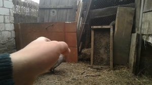 УТКИ НЕ САДЯТСЯ НА ЯЙЦА ЧТО ДЕЛАТЬ. УТКИ ГОЛУБОЙ ФАВОРИТ