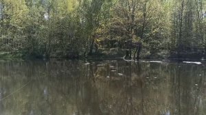 Лесной пруд с карасями. За МКАДом р-он. Алтуфьево.