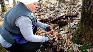 Самая лучшая подстилка для кур