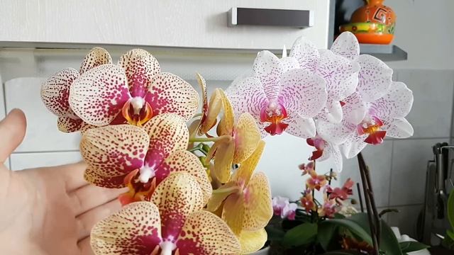124. КРАСИВУЩИЕ ОРХИДЕИ! Псевдобульбовые орхидеи, мини, миди, Чармер, Зигопеталум, Цимбидиум смотреть онлайн