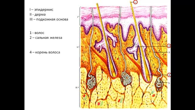 Кожа Анатомия смотреть онлайн