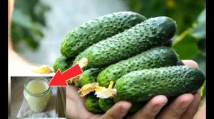 Подкормите этой мощной подкормкой огурчики в июле! Чем подкормить огурцы если желтеют листья?