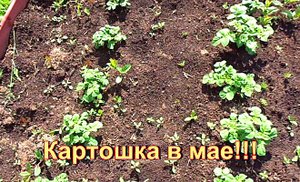 "Картофель"#Сад#Огород#Дача