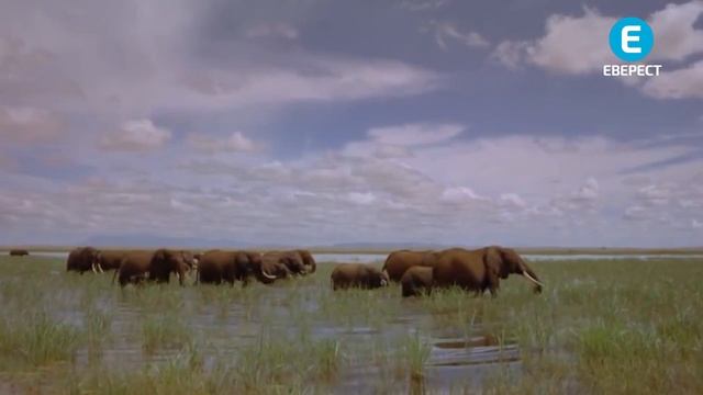 Найбільші тварини на Землі смотреть онлайн