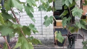 Преображение.Виктор. - сорта винограда селекции Крайнова В.Н.