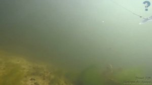 Октопус или Кальмар Рыболовная Приманка💯👍🐟