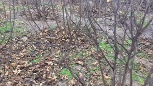 Рынок инжира. Инжира не будет никогда (много)! Обрезка инжира, укрытие инжира - не помогут!)