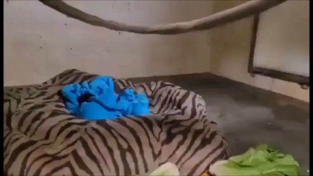 Шимпанзе родила детёныша, у которого возникли проблемы с дыханием. Мать не знала выжил он или нет..