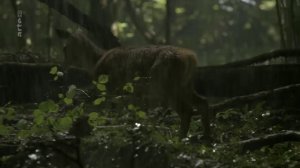 Le peuple des forêts (2-3) - L'âge d'or de la forêt_Arte_2018_01_04_23_05