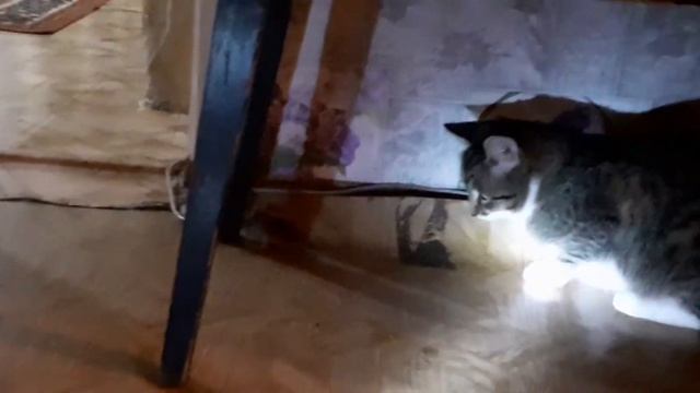 Кошка vs мышь (наша кошка ловит мышь) смотреть онлайн