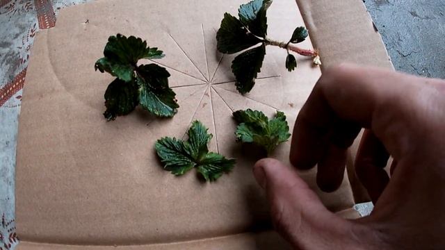 Скрученные листы клубники. Применение инсектицида против паразитов