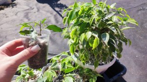 Фикус, как добиться пышного куста, результаты укоренения