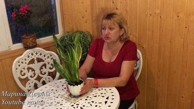 САНСЕВИЕРИЯ- ТЕЩИН ЯЗЫК