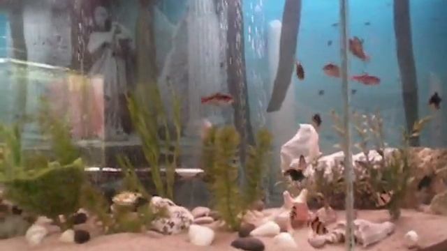 Fish tanks before/after смотреть онлайн