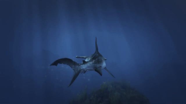 Поиск лофофор в гта 5!Играю за акулу молот в гта 5 смотреть онлайн