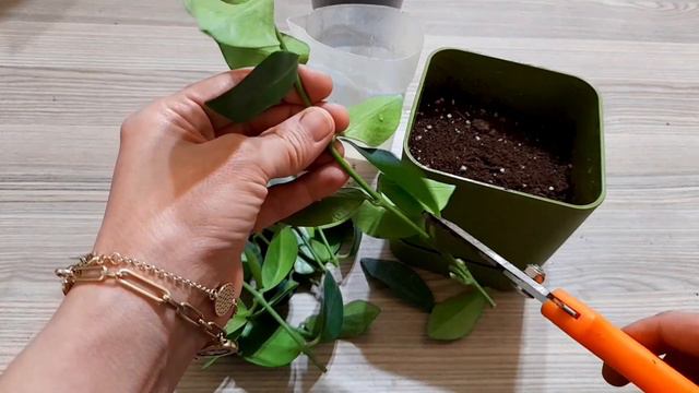 Ruj Çiçeği 💄 Bakımı ve Çoğaltılması 🪴⚘Aeschynanthus#çiçekbakımı #rujçiçeğibakımı смотреть онлайн