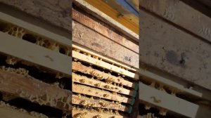 Как формируется клуб пчёл зимой