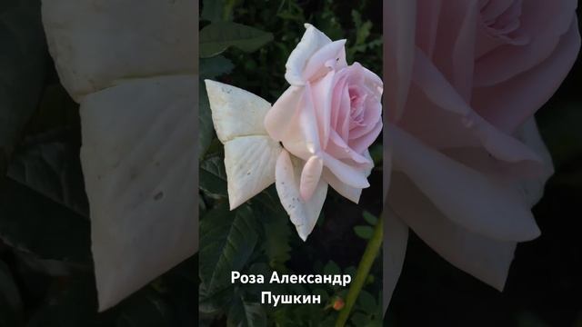 Роза Александр Пушкин / rose Prince Jardinier (MEItroni, Schloss Ippenburg