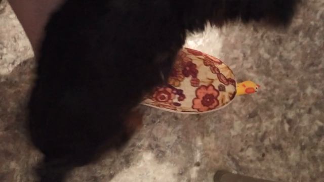 Покупки для йорка!!Не покупайте этот корм! Бакс злодей смотреть онлайн