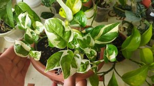 Комнатные цветы в сентябре ?/ Обзор сциндапсусов и эпипремнумов ?