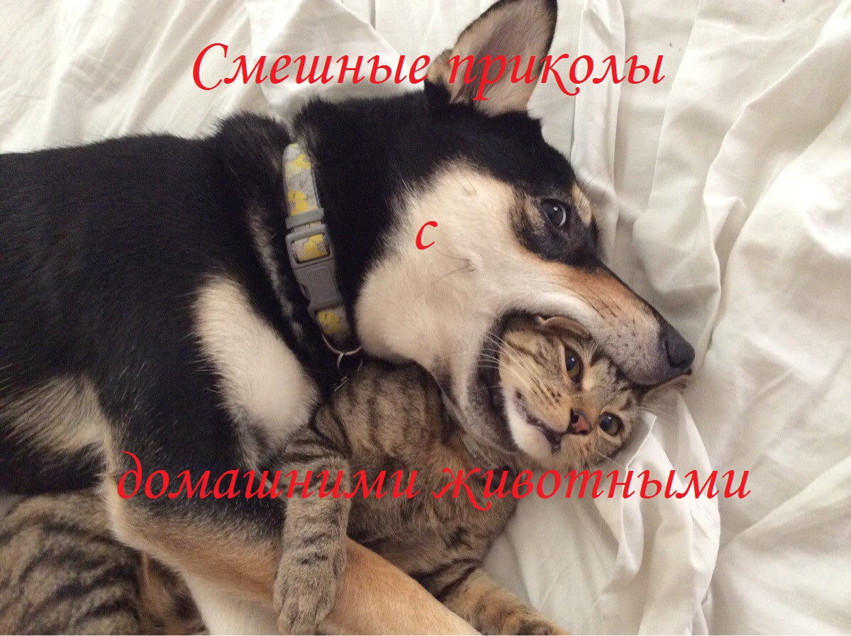 СМЕШНЫЕ КОШКИ 2021 И ДРУГИЕ ЖИВОТНЫЕ/СМЕШНЫЕ ЖИВОТНЫЕ 2021/ЛУЧШИЕ ПРИКОЛЫ С КОТАМИ