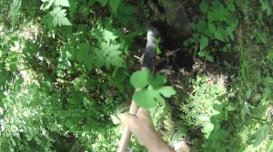 Digging bloodroot video (Sanguinaria canadensis ). A wildcrafting video