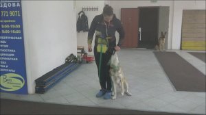 Западно-сибирская лайка Джейк. Занятие по дрессировке: подзыв собаки. Тольятти, 22 октября 2017.