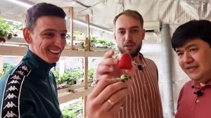 ТЕПЛИЧНИК РАЗБИРАЕТ СИТИ-ФЕРМУ