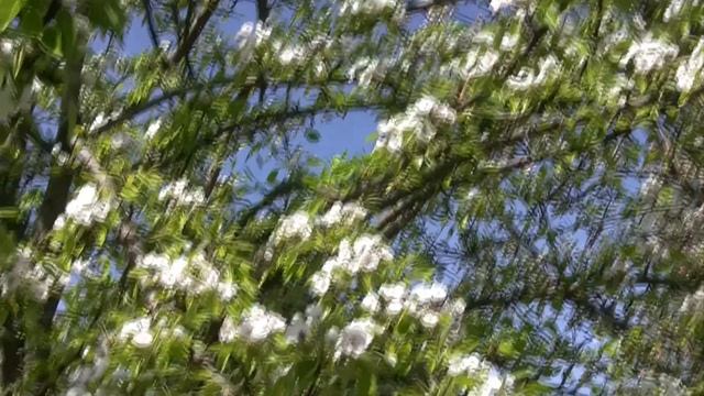 ВСЯ В БЕЛОМ НЕВЕСТИТСЯ ГРУША (Flowering pear tree) смотреть онлайн