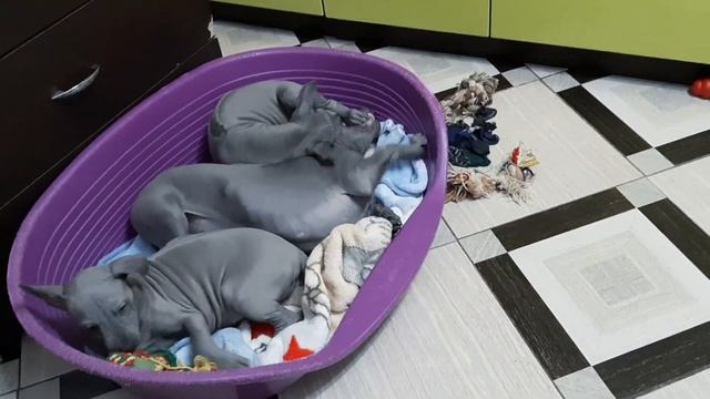 щенок тайского риджбека голубого окраса, мальчик по имени Лермонт