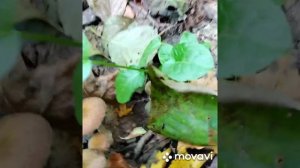 Как и где в Адыгеи собирать опята в засуху? 17.10.2020