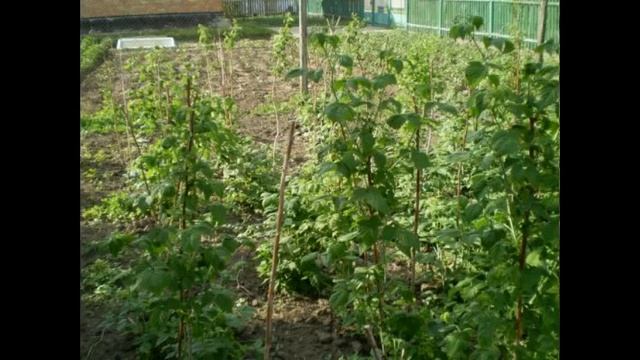 посев семян эхинацеи, seeding Echinacea, смотреть онлайн