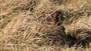 Белая куропатка весной в тундре. Куропачи и курочки. Арктика, о. Колгуев