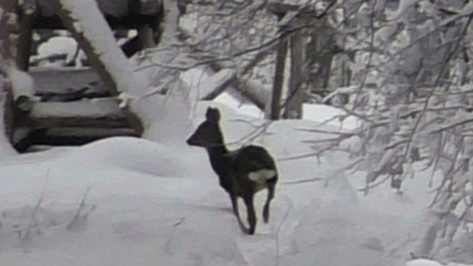 Загонная ОХОТА. КАПЕЦ. 17 декабря 2022г.